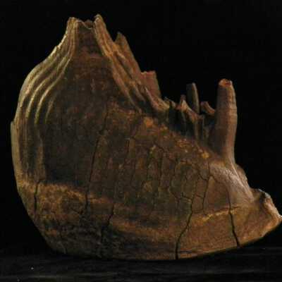 Mammoth Tooth