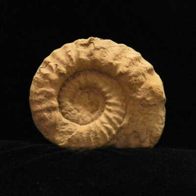 Ammonite