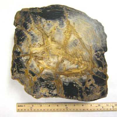 Limb Cast