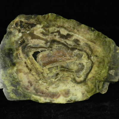Petrified Wood