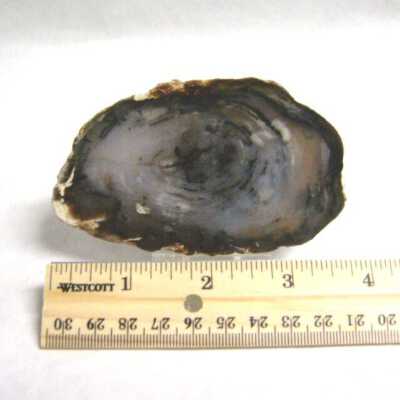 Petrified Wood