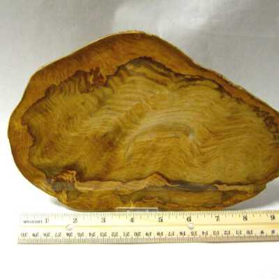 Petrified Wood