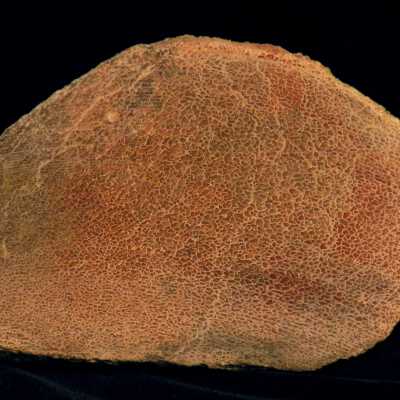 Fossilized Bone