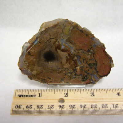 Petrified Wood