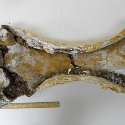 Tricerotops (Leg Bone)