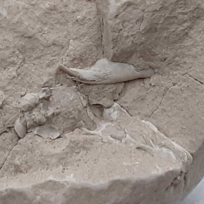 Rabbit upper jaw and partial cranium