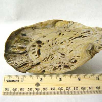 Petrified Wood