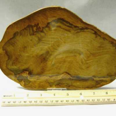 Petrified Wood