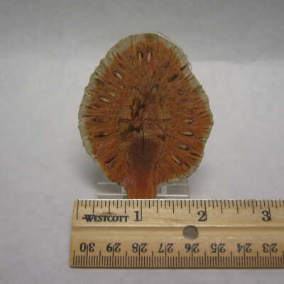 Aracaria Seed Cones