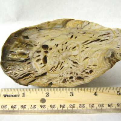 Petrified Wood
