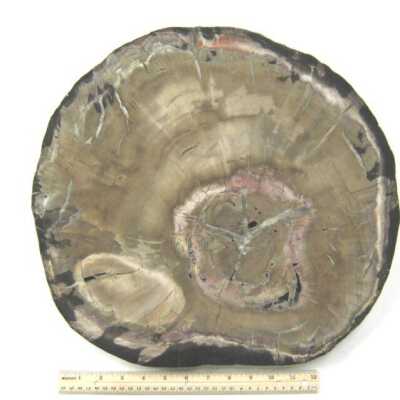Limb Cast