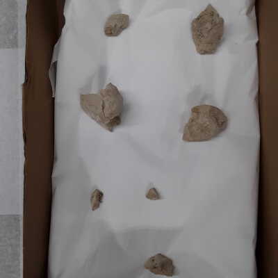 Herbivore Skull and Jaw Fragments