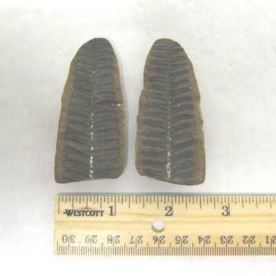 Fossil Leaf