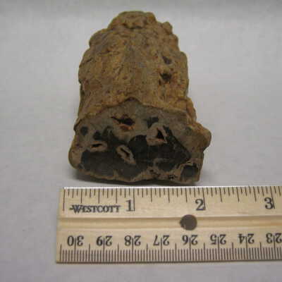 Petrified Wood