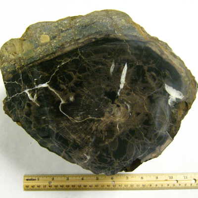 Petrified Wood