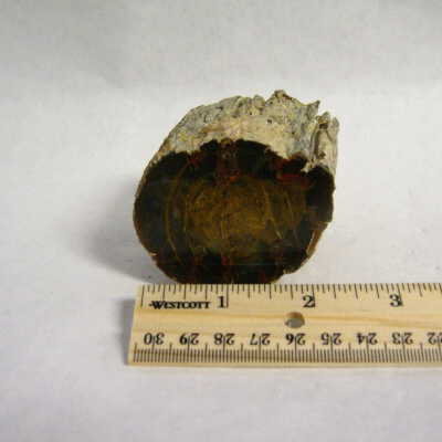 Black Locust