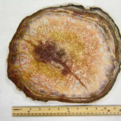 Palm