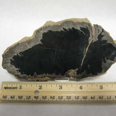 Sycamore