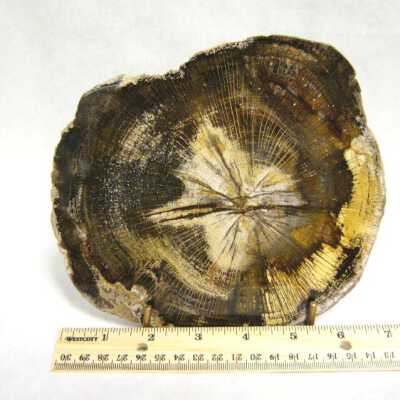 Petrified Wood