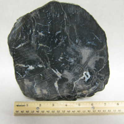 Petrified Wood