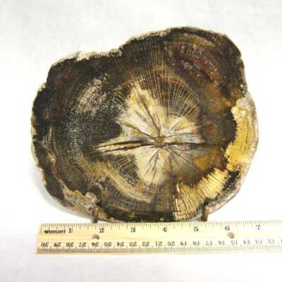 Petrified Wood