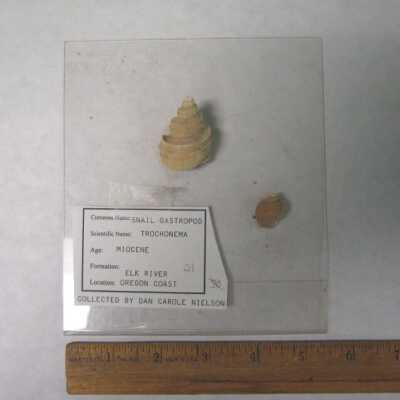 Trochonema (Gastropod)
