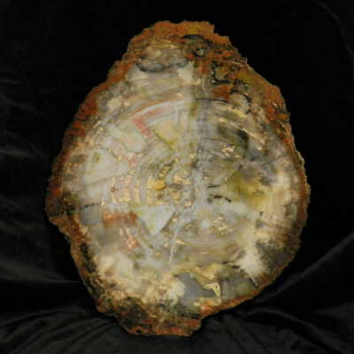 Petrified Wood