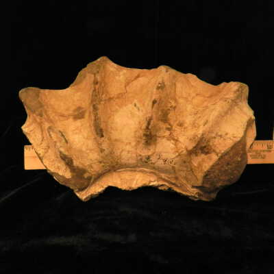 Ammonite