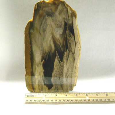 Petrified Wood