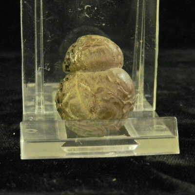 Quartz var. agate