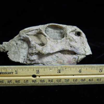 Psittacosauridae
