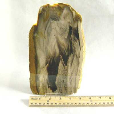 Petrified Wood