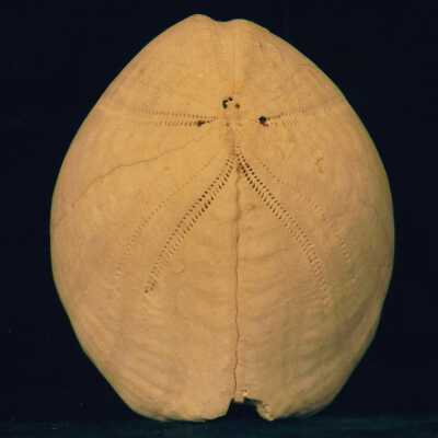 Sand Dollar (fossil)