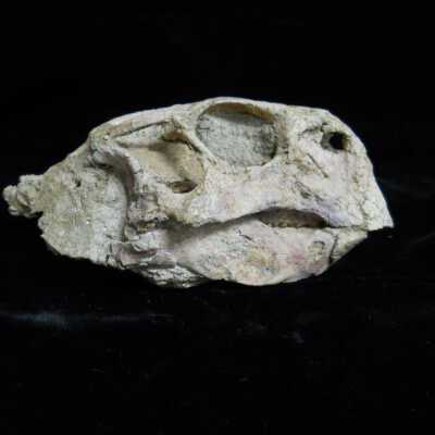Psittacosauridae