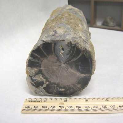 Limb Cast