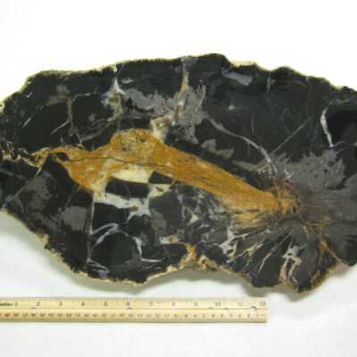 Limb Cast