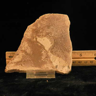 Cetacea (whale fossil)