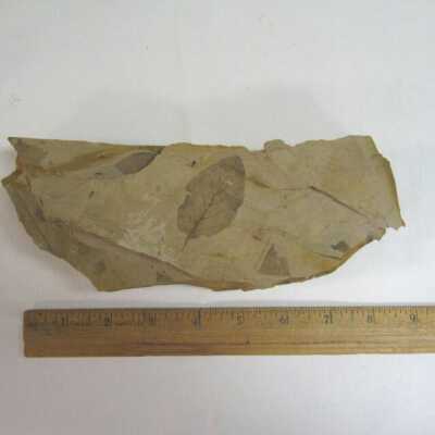 Magnolia Leaf