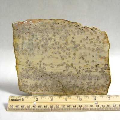 Petrified Wood