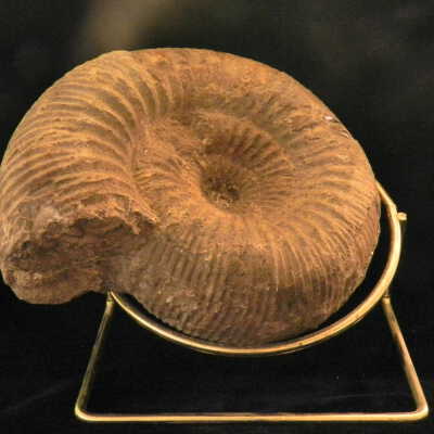 Stephanoceras (Ammonite)