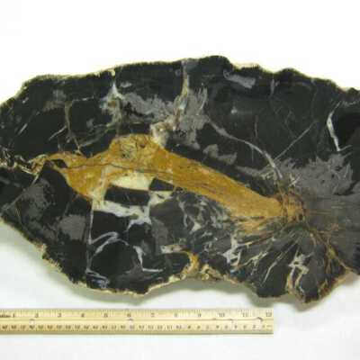 Limb Cast