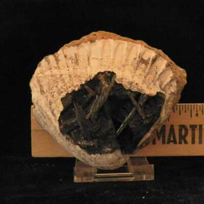 Pecten