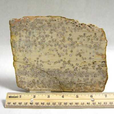 Petrified Wood