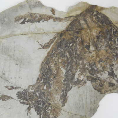 Plant Fossil