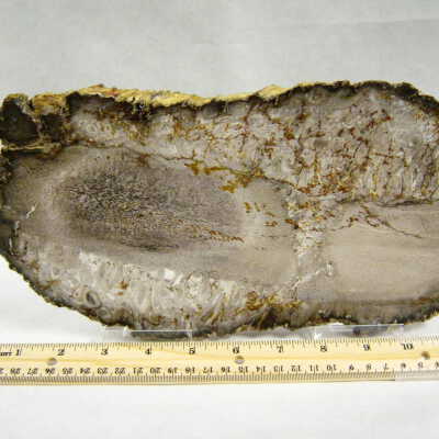 Palm