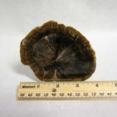 Petrified Wood