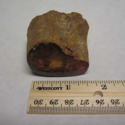Petrified Wood