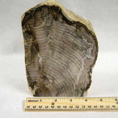 Fig