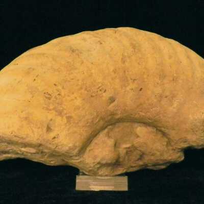 Ammonite