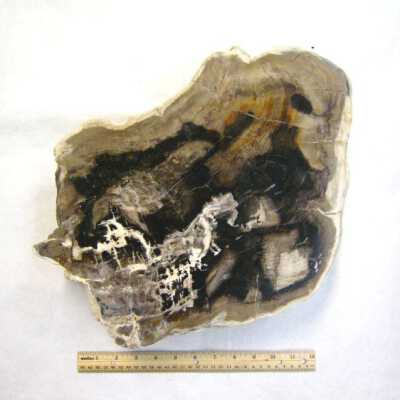 Limb Cast